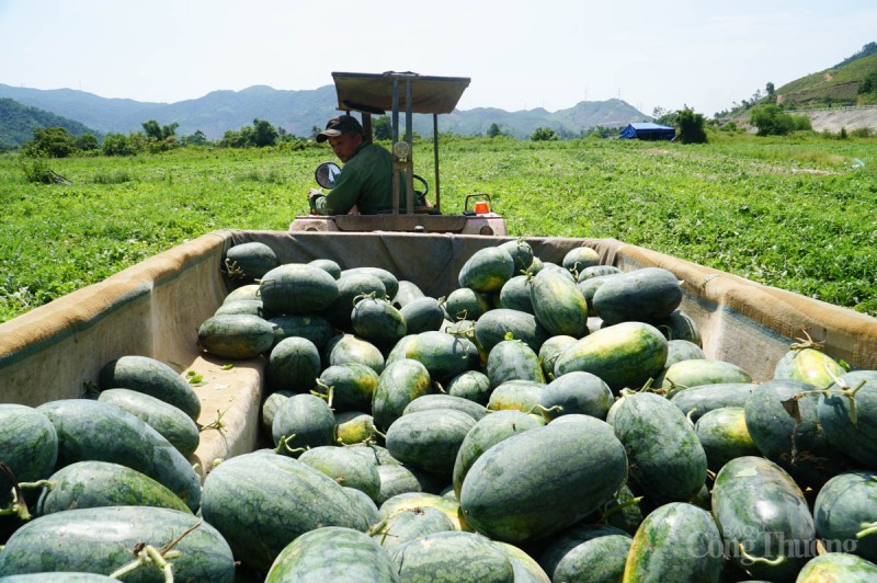 Đà Nẵng: Được mùa, những cánh đồng dưa hấu nhộn nhịp bán mua