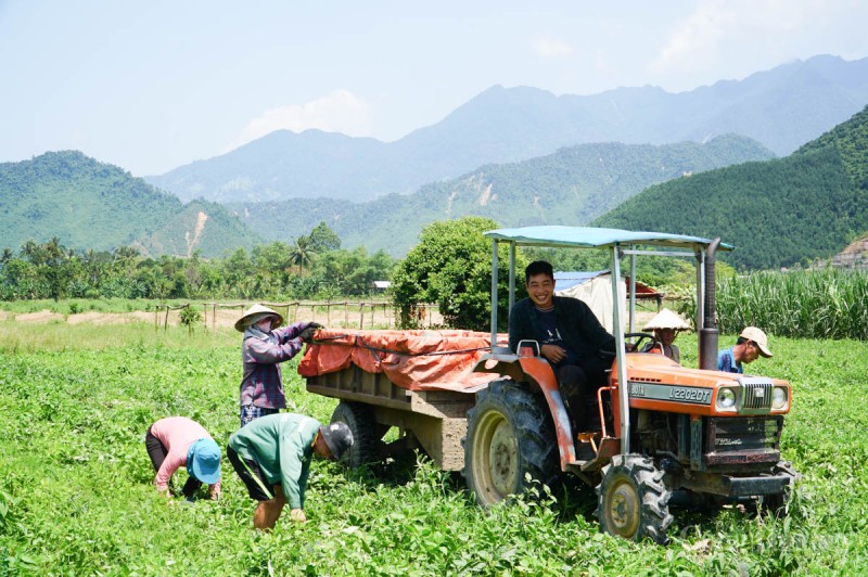 Đà Nẵng: Được mùa, những cánh đồng dưa hấu nhộn nhịp bán mua Đà Nẵng: Được mùa, những cánh đồng dưa hấu nhộn nhịp bán mua