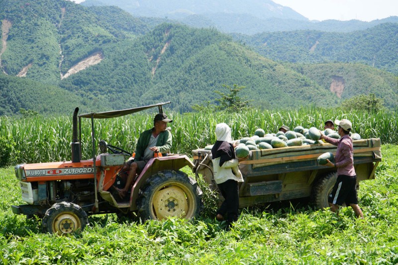 Đà Nẵng: Được mùa, những cánh đồng dưa hấu nhộn nhịp bán mua