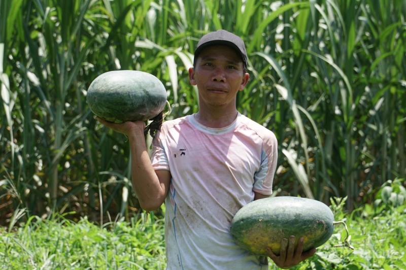 Đà Nẵng: Được mùa, những cánh đồng dưa hấu nhộn nhịp bán mua Đà Nẵng: Được mùa, những cánh đồng dưa hấu nhộn nhịp bán mua