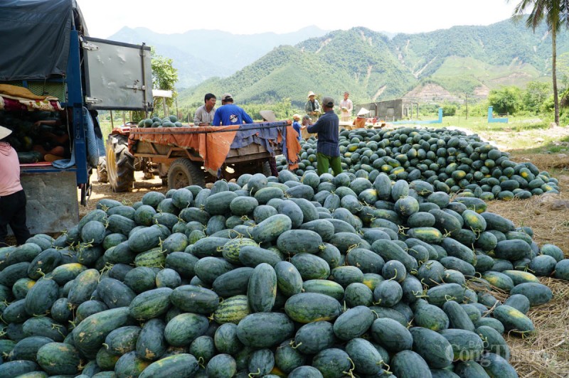 Đà Nẵng: Được mùa, những cánh đồng dưa hấu nhộn nhịp bán mua Đà Nẵng: Được mùa, những cánh đồng dưa hấu nhộn nhịp bán mua