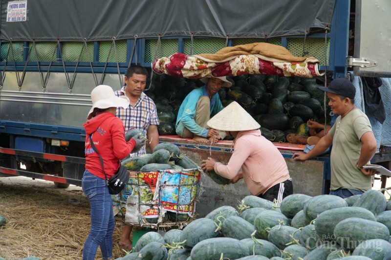 Đà Nẵng: Được mùa, những cánh đồng dưa hấu nhộn nhịp bán mua Đà Nẵng: Được mùa, những cánh đồng dưa hấu nhộn nhịp bán mua