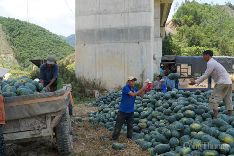 Đà Nẵng: Được mùa, những cánh đồng dưa hấu nhộn nhịp bán mua