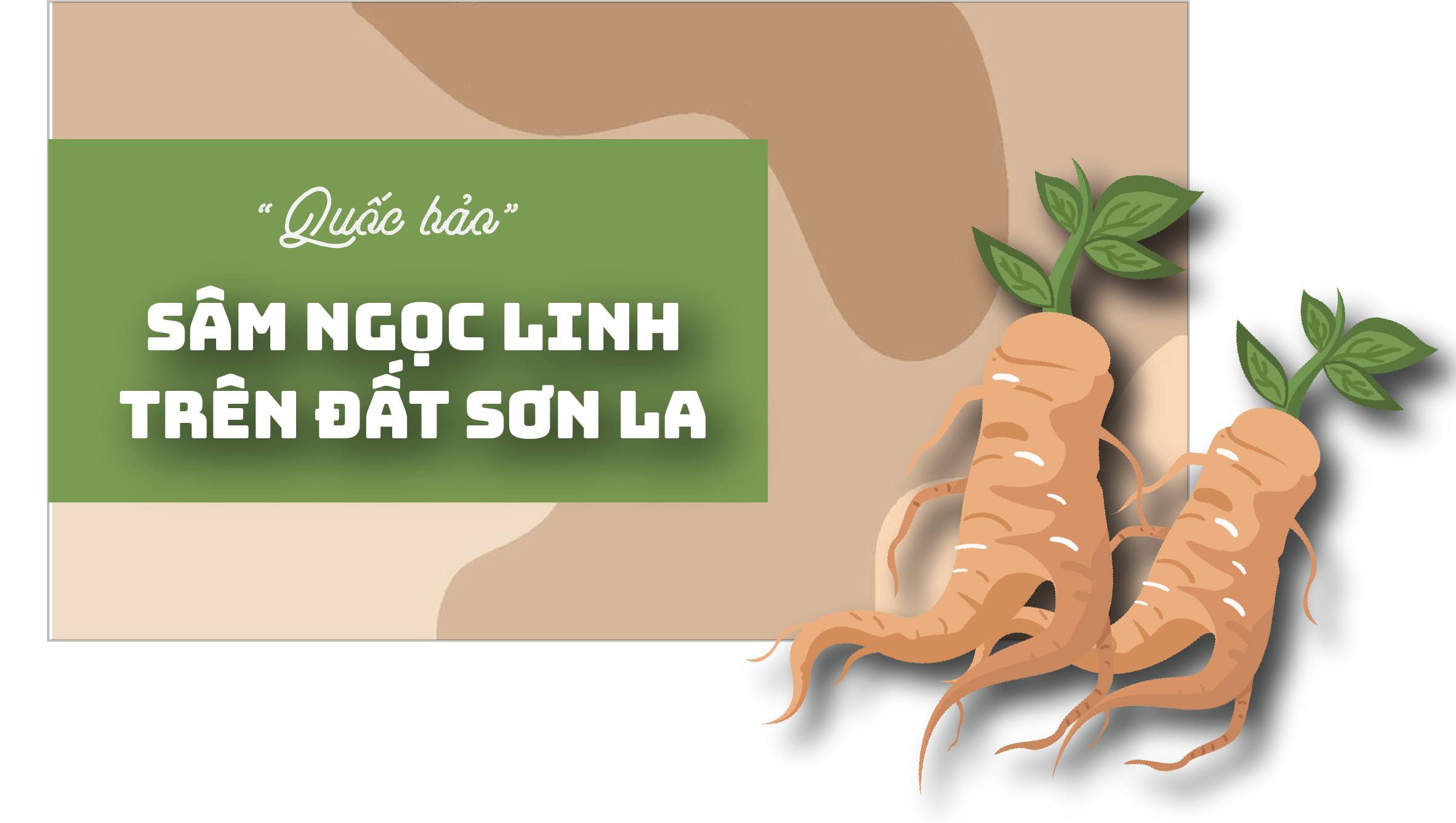 Longform | “Quốc bảo” sâm Ngọc Linh trên đất Sơn La