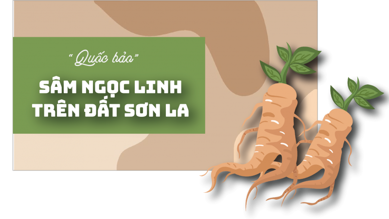 longform quoc bao sam ngoc linh tren dat son la
