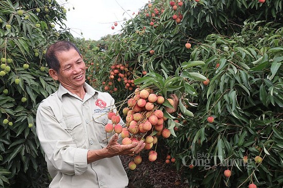 Vải thiều chín sớm được giá