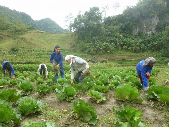 Nông dân, hợp tác xã đề xuất ‘cởi trói’ về vấn đề vốn, đất đai, thị trường