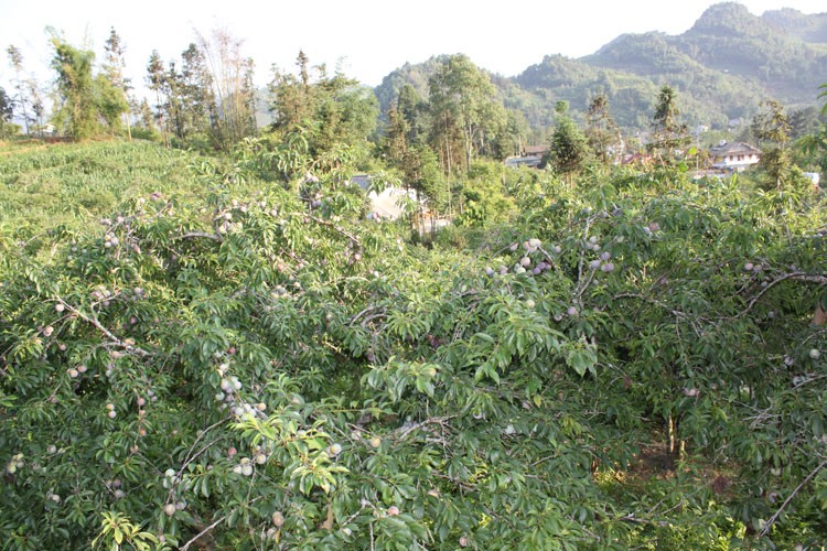 Lào Cai: Mận tam hoa Bắc Hà vào mùa thu hoạch chính vụ được mùa, giá cao ổn định