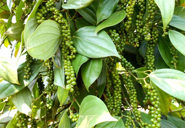 Giá tiêu hôm nay 24/5: Cao nhất 75.000 đồng/kg