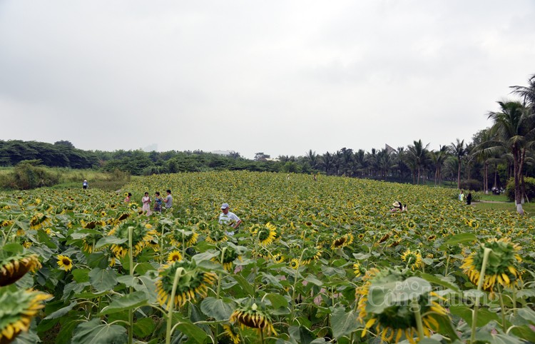 Khám phá cánh đồng hoa hướng dương cùng các cô bé, cậu bé Khám phá cánh đồng hoa hướng dương cùng các cô bé, cậu bé
