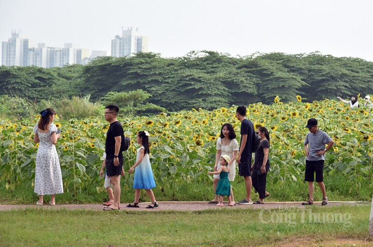 Khám phá cánh đồng hoa hướng dương cùng các cô bé, cậu bé Khám phá cánh đồng hoa hướng dương cùng các cô bé, cậu bé