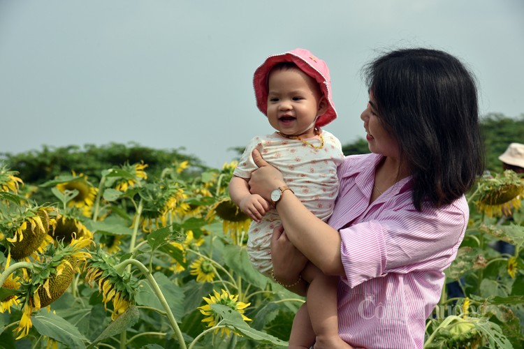 Khám phá cánh đồng hoa hướng dương cùng các cô bé, cậu bé Khám phá cánh đồng hoa hướng dương cùng các cô bé, cậu bé