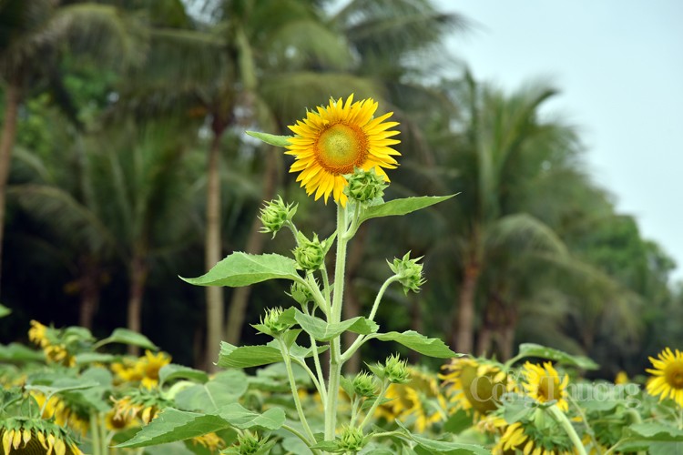Khám phá cánh đồng hoa hướng dương cùng các cô bé, cậu bé Khám phá cánh đồng hoa hướng dương cùng các cô bé, cậu bé