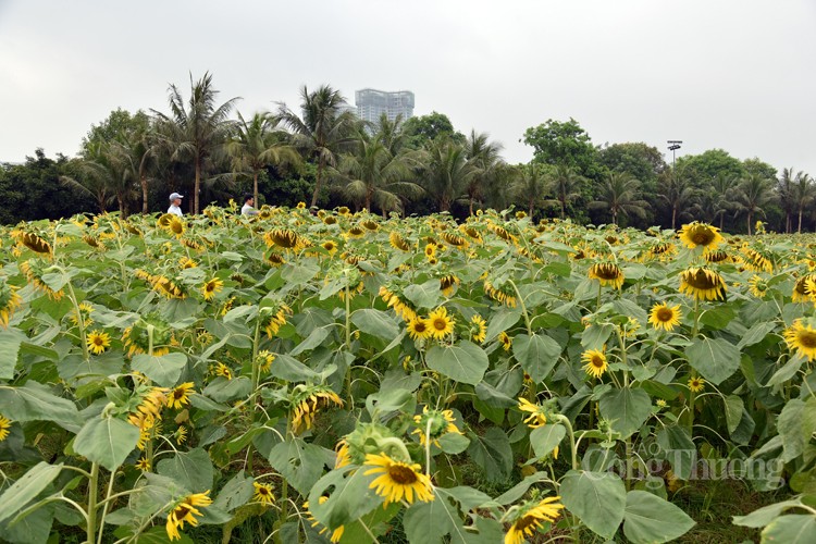 Khám phá cánh đồng hoa hướng dương cùng các cô bé, cậu bé Khám phá cánh đồng hoa hướng dương cùng các cô bé, cậu bé