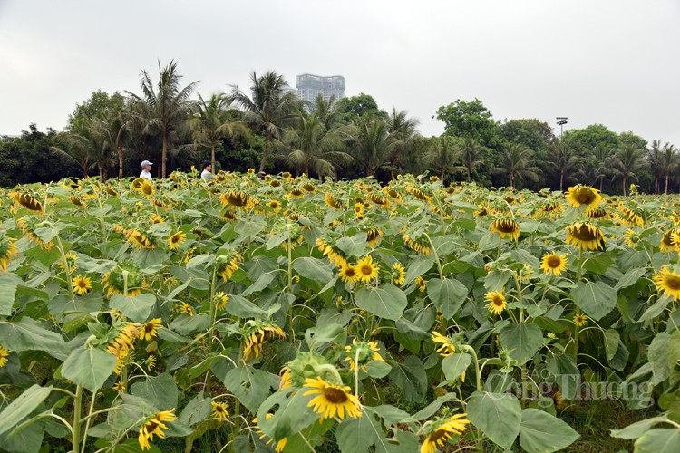 Khám phá cánh đồng hoa hướng dương cùng các cô bé, cậu bé