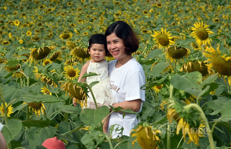 Khám phá cánh đồng hoa hướng dương cùng các cô bé, cậu bé