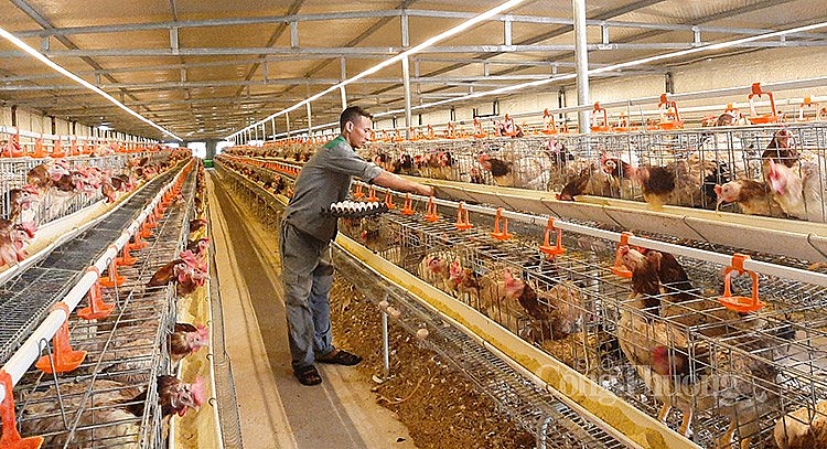 Việt Nam đứng thứ 10 thế giới về đầu con với đàn gà (ảnh Nguyễn Hạnh)
