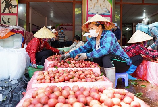 bac giang san sang cho mua vai thieu 2023 tieu thu hanh thong