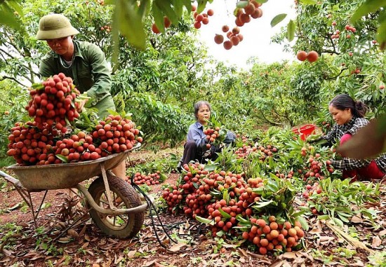 Bắc Giang sắp tổ chức chương trình du lịch “Lục Ngạn mùa vải chín” năm 2023