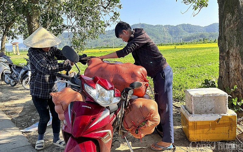 Đầu mùa dưa hấu được giá, nông dân Nghệ An bội thu