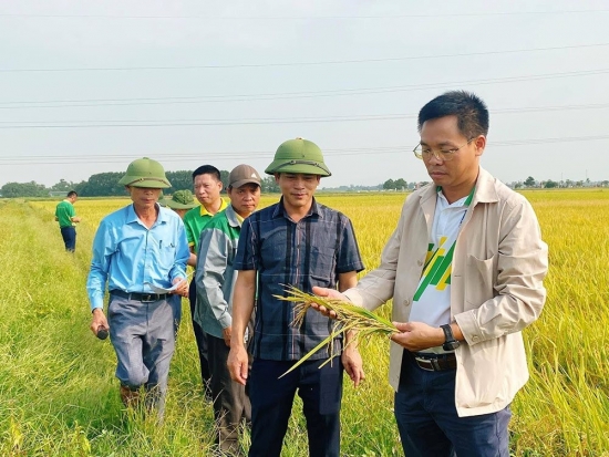 Sử dụng phân bón NPK Phú Mỹ cho cánh đồng mẫu lớn đạt năng suất cao