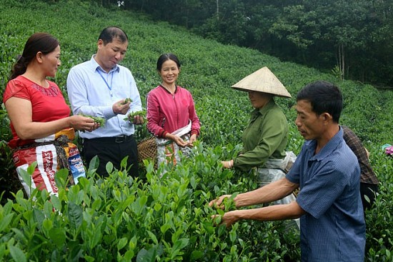 Thái Nguyên: Giảm 10.000 hộ nghèo nhờ các chính sách hỗ trợ người nghèo phát triển kinh tế