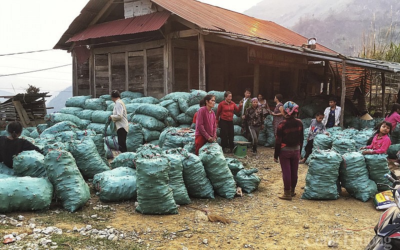 Giá nông sản 