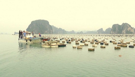 quang ninh tap trung xu ly dut diem nuoi trong thuy san trai phep tren vinh ha long
