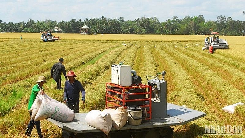 Thu hoạch lúa đông xuân tại xã Phú Nhuận, huyện Cai Lậy, Tiền Giang. 