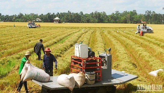 Đầu tư đúng hướng cho ngành lúa gạo