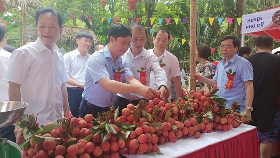 "Mãn nhãn" với những chùm  vải chín mọng tại Phiên chợ Vải Hưng Yên năm 2023