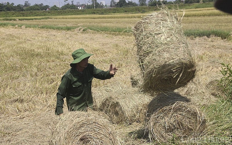 Độc đáo nghề cuộn rơm liên tỉnh ở miền Trung