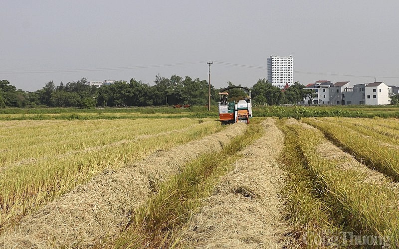 Độc đáo nghề cuộn rơm liên tỉnh ở miền Trung