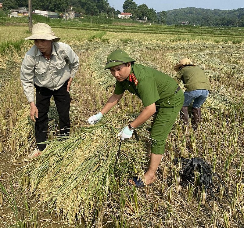 Hình ảnh đẹp về Công an Thanh Hóa đội nắng xuống đồng giúp dân thu hoạch lúa