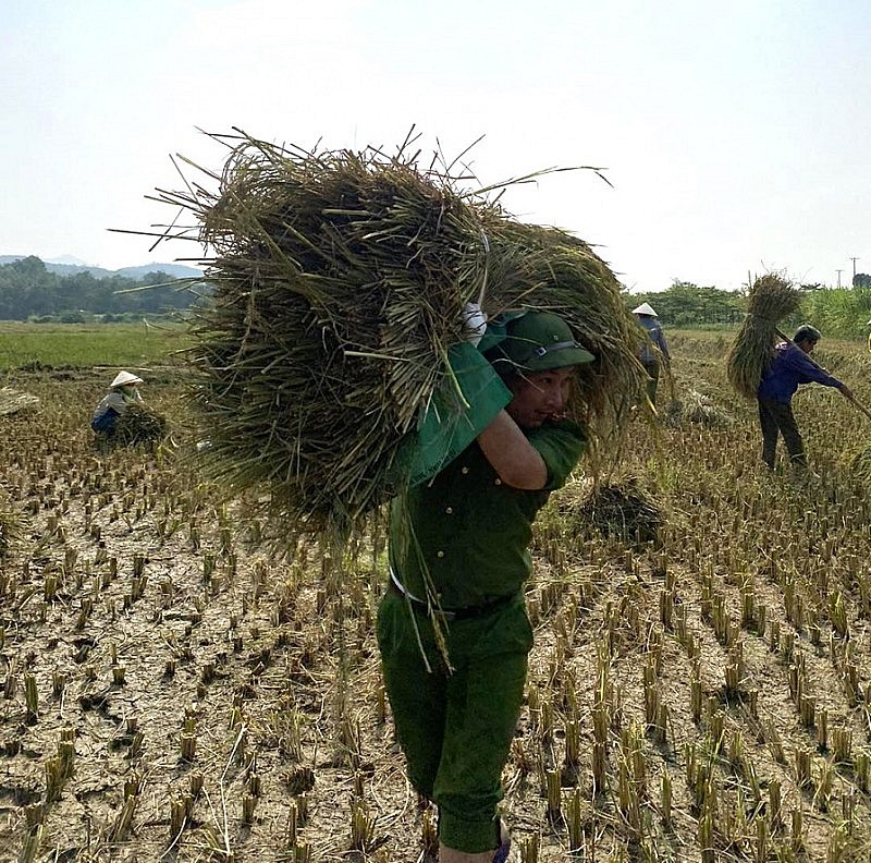 Hình ảnh đẹp về Công an Thanh Hóa đội nắng xuống đồng giúp dân thu hoạch lúa