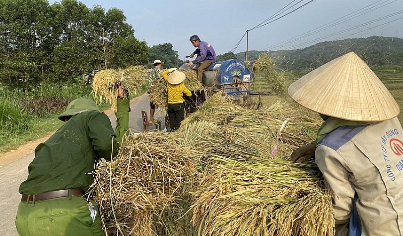 Hình ảnh đẹp về Công an Thanh Hóa đội nắng xuống đồng giúp dân thu hoạch lúa