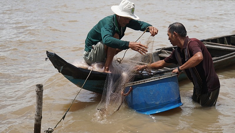 Mô hình 2 vụ lúa - 1 vụ cá đang cho thấy hiệu quả rõ rệt nhờ yếu tố thuận thiên, tận dụng mùa lũ.