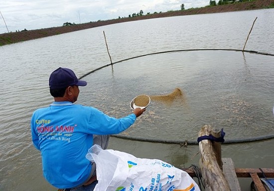 Hiệu quả từ mô hình sinh kế dựa vào mùa lũ ở Đồng Tháp