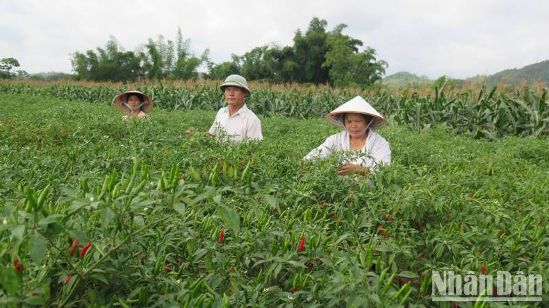 Nông dân Chi Lăng phấn khởi vì ớt được mùa, được giá ảnh 1