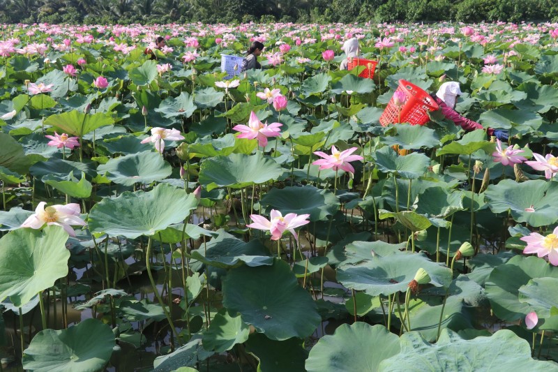 Mô hình sinh kế trồng sen mùa nước lũ giúp nông dân Đồng bằng sông Cửu Long tăng thu nhập (Ảnh: T.H)