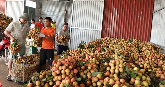 Tân Yên (Bắc Giang) đưa vải thiều chín sớm ra thị trường