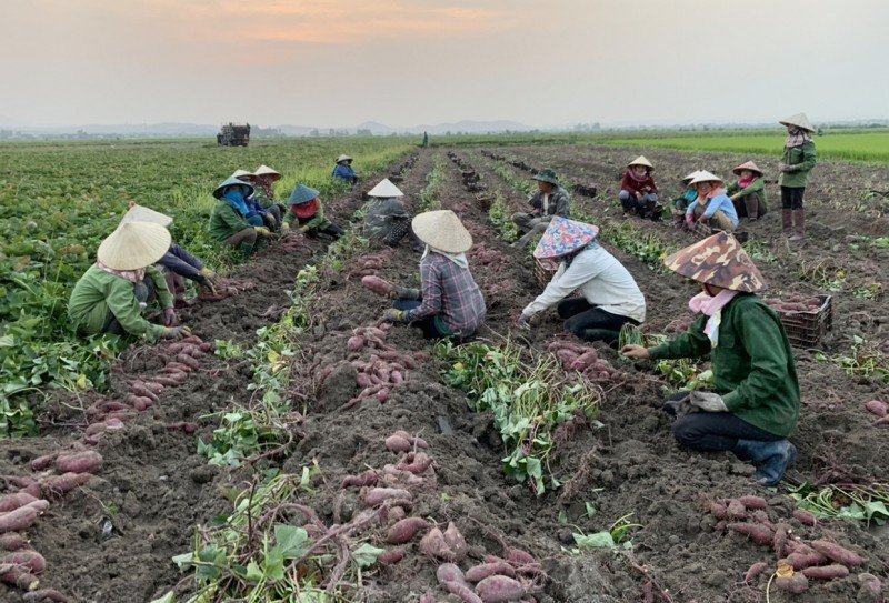 Nông dân thu hoạch khoai lang. Ảnh: Vũ Chi