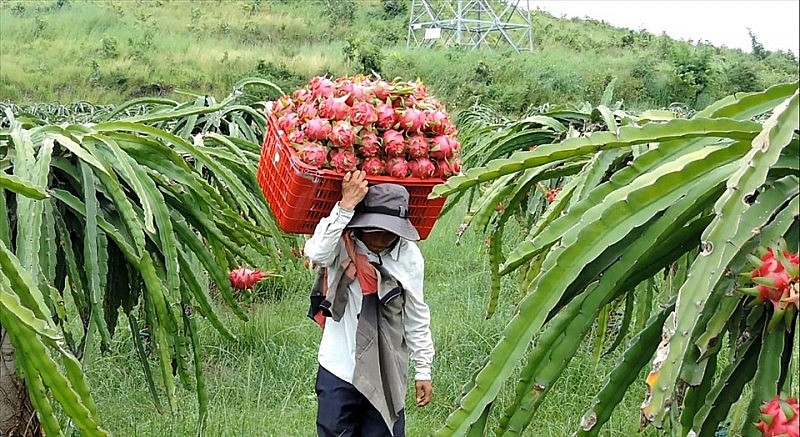 Bộ Công Thương hỗ trợ Bình Thuận xây dựng kinh tế tập thể