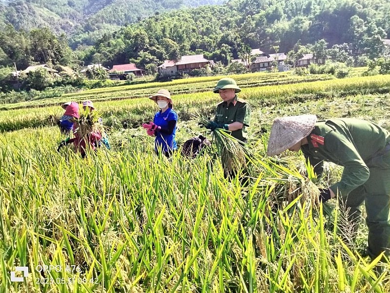 Lực lượng Công an xã Yên Khương giúp dân gặt lúa: Hình ảnh đẹp về sự gắn bó quân dân