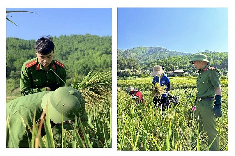 Lực lượng Công an xã Yên Khương giúp dân gặt lúa: Hình ảnh đẹp về sự gắn bó quân dân