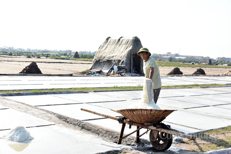 Được mùa nhưng diêm dân cánh đồng muối Bạch Long không vui