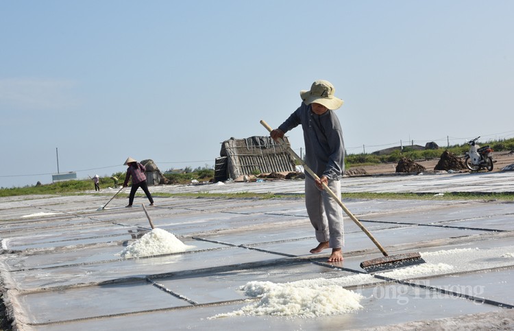 Được mùa nhưng diêm dân cánh đồng muối Bạch Long không vui