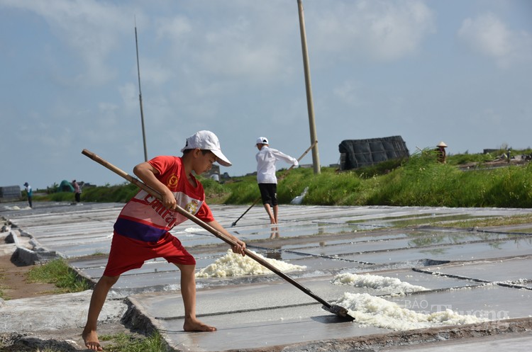 Được mùa nhưng diêm dân cánh đồng muối Bạch Long không vui