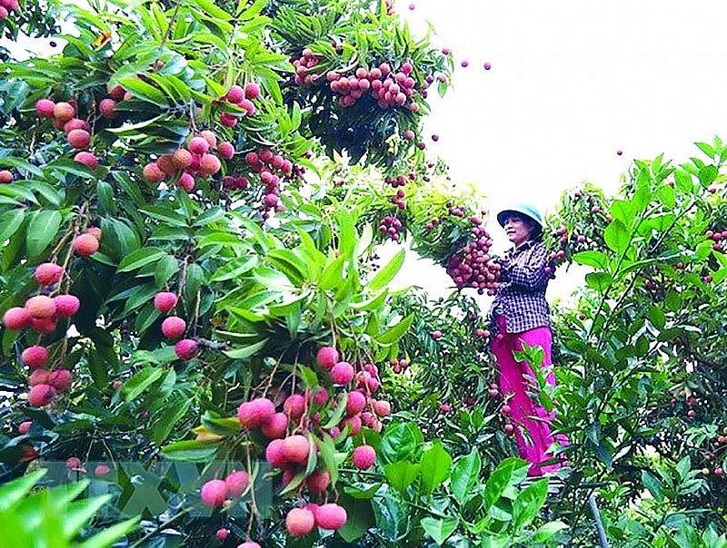 Nhãn, vải “xuất ngoại” chinh phục thị trường khó tính