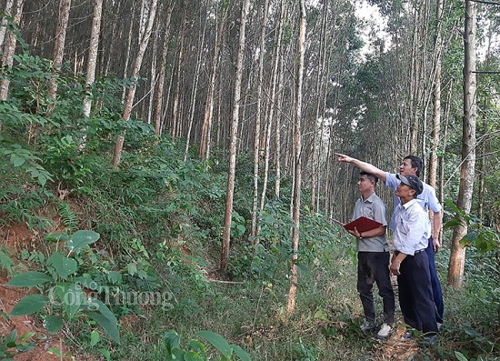 bo nong nghiep xay dung ke hoach phat trien 1 trieu ha rung san xuat go lon